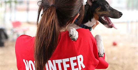 Weber County Animal Shelter Volunteer
